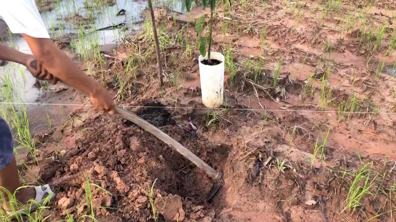  Grow An Avocados YouTube