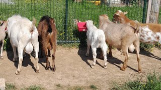 REPLAY Part 1: Sage and Stone Homestead members morning live! 5-16-26