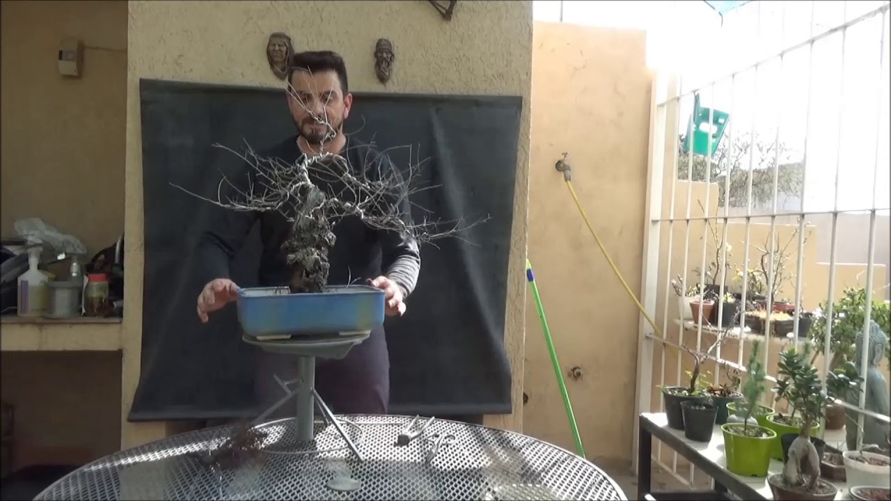 Trasplante de Yamadori de Olmo  a maceta definitiva...de a poco se va transformando en un Bonsái