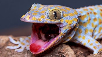 Tắc Kè - Tiếng Con Tắc Kè Hoa Kêu To Và Rõ, - Con Tắc Kè Ăn Mồi