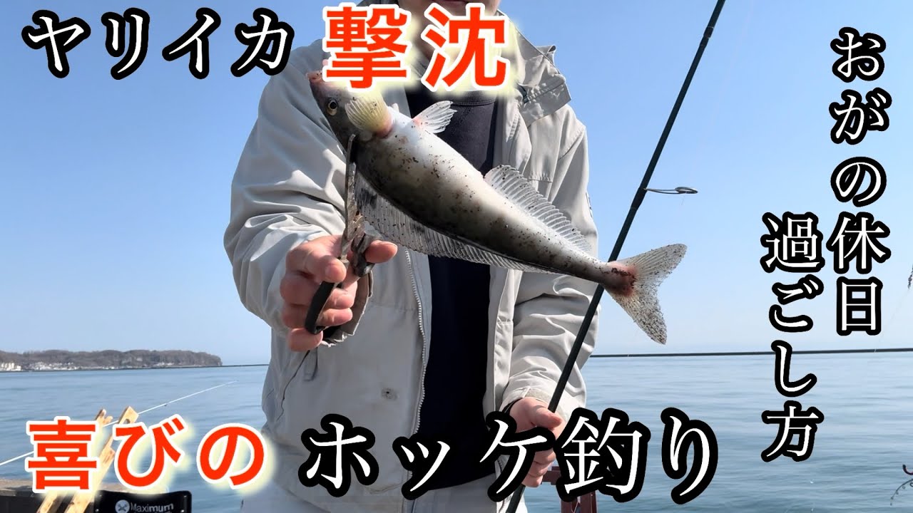 サケ釣りやカレイやホッケ釣りなどにいかがでしょうか？ おがの休日すごしか#175 ヤリイカ撃沈喜びのホッケ - YouTube