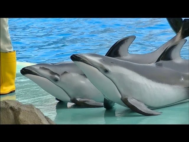 ノーカット】イルカのパフォーマンスショー / 名古屋港水族館