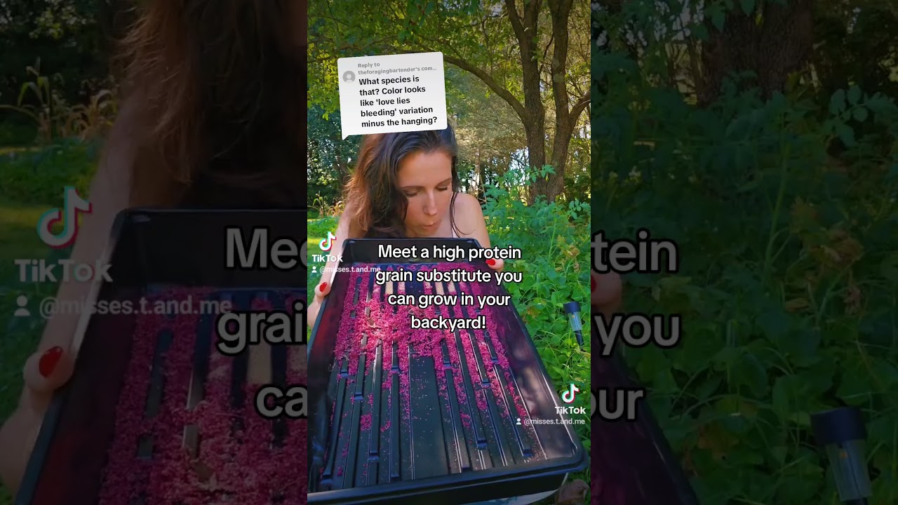 amaranth is a high protein grain substitute you can grow in your backyard