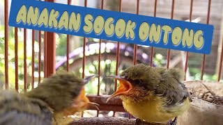 SUARA ANAKAN SOGOK ONTONG !! PANCING INDUKAN