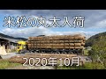 トレーラー1台分の米松の丸太入荷　一気にフォークリフトで原木おろし 2020年10月