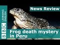 BBC News Review: Frog death mystery in Peru