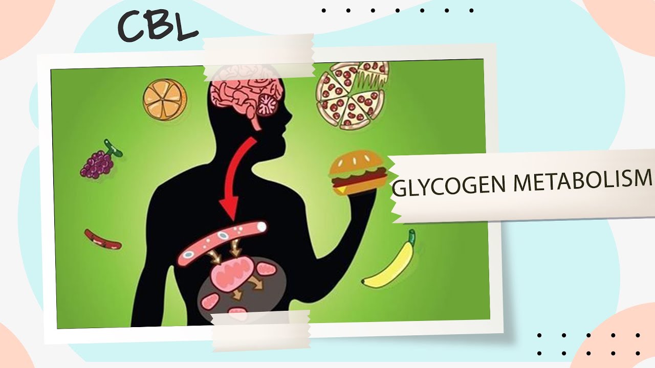 14- Glycogen metabolism