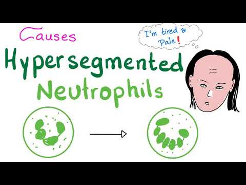 Video: Ar segmentuotojai neutrofilai yra tie patys?
