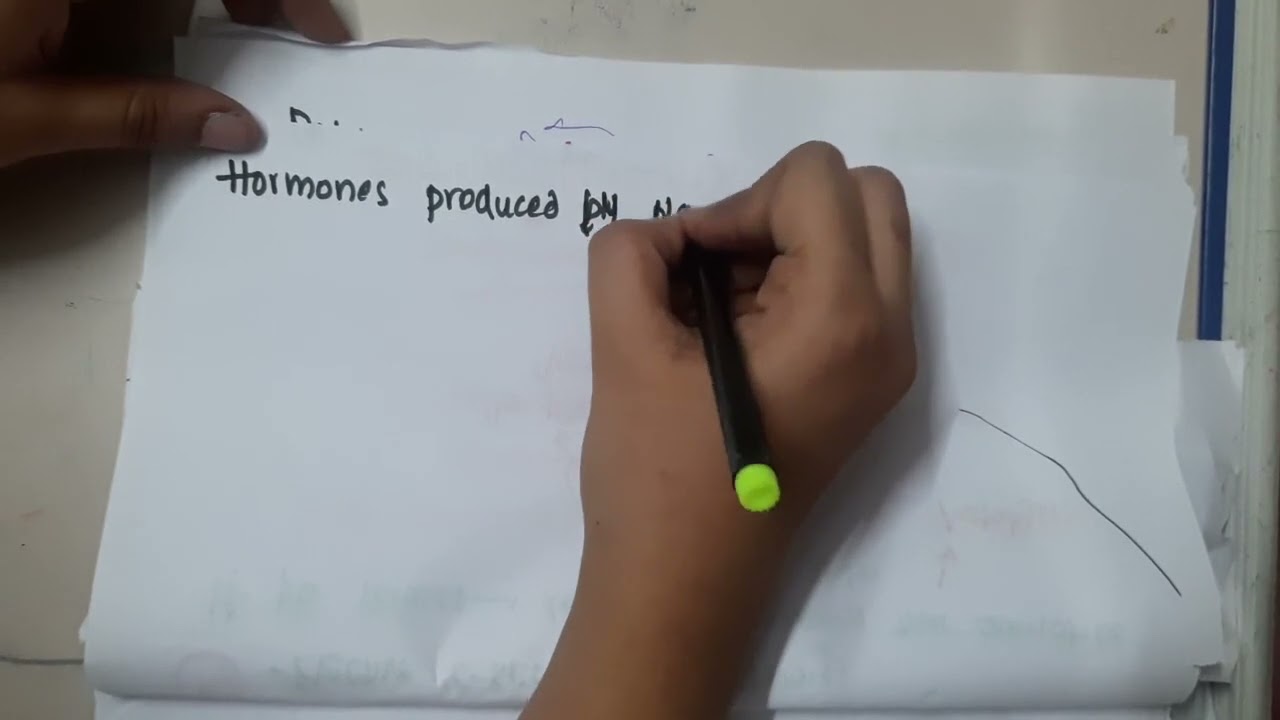 hormones produced by placenta II obstetrics mp4 YouTube