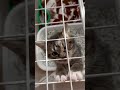 ちゃんとトイレ出来たよ、出して💦💦💦#cat #cute #shorts #shortvideo