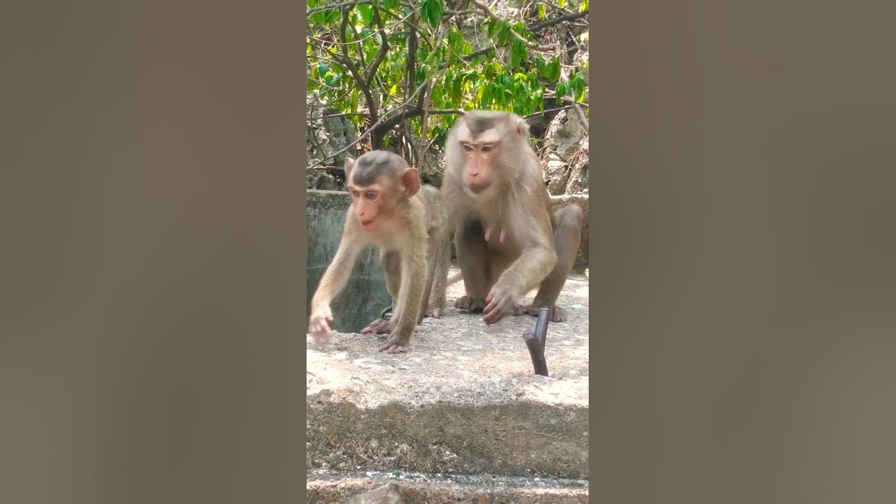 sok find lice for baby.monkey - YouTube
