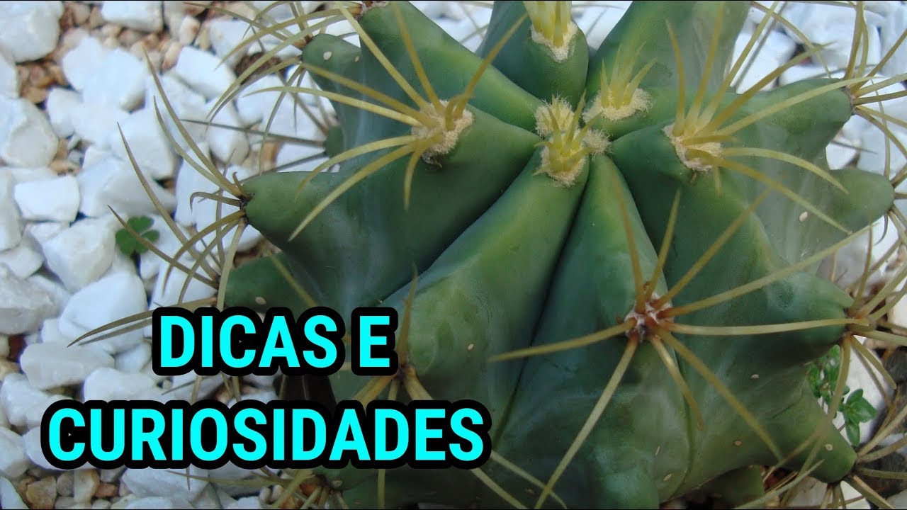 CACTO Ferocactus glaucescens