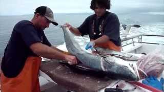 Filleting Giant White Seabass  52lbs