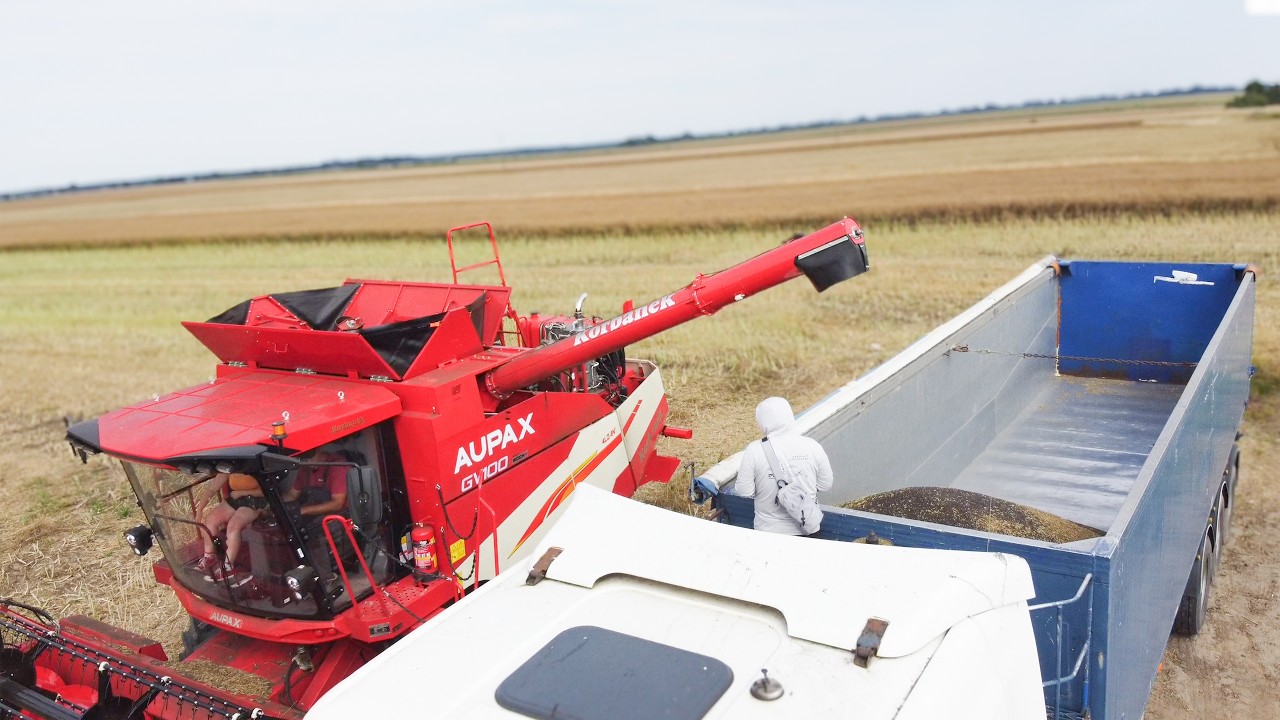 BIZON W ODSTAWKĘ - CHIŃSKI KOMBAJN AUPAX GO ZASTĄPIŁ - ŻNIWA 2025
