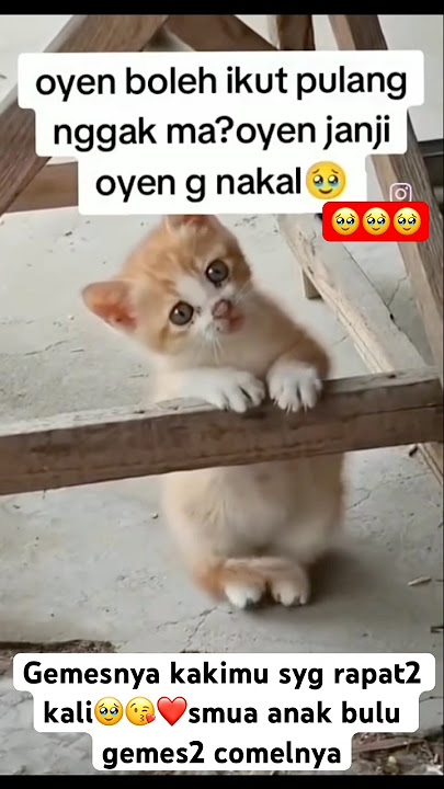 Comelnya kaki dirapatkn nak🥹😘❤️ #animals #tingkalucuabis #catlife #dogvideos #wildlife #hewanlucu