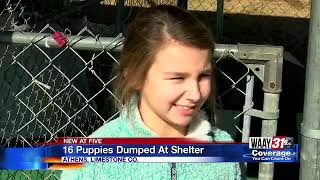16 Puppies Dumped At Athens Shelter