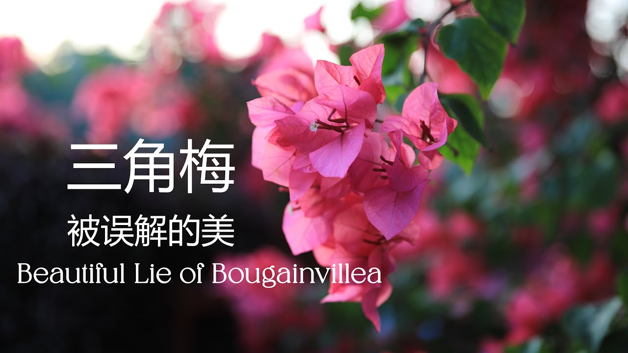The Beautiful Lie of Bougainvillea: Survival Aesthetics & The Heroism of the Ordinary | 三角梅的生存美学
