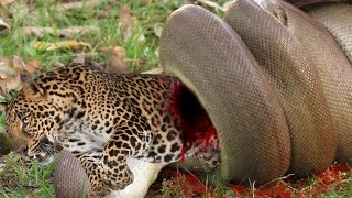 Celebrity Leopard vs Python: Leopard kills Python Wealth
