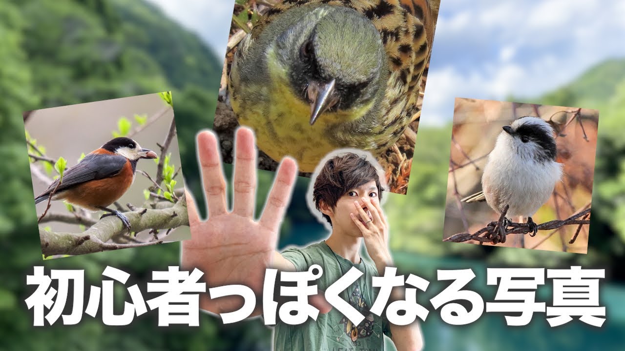 5 characteristics of bird photography that make it look like it