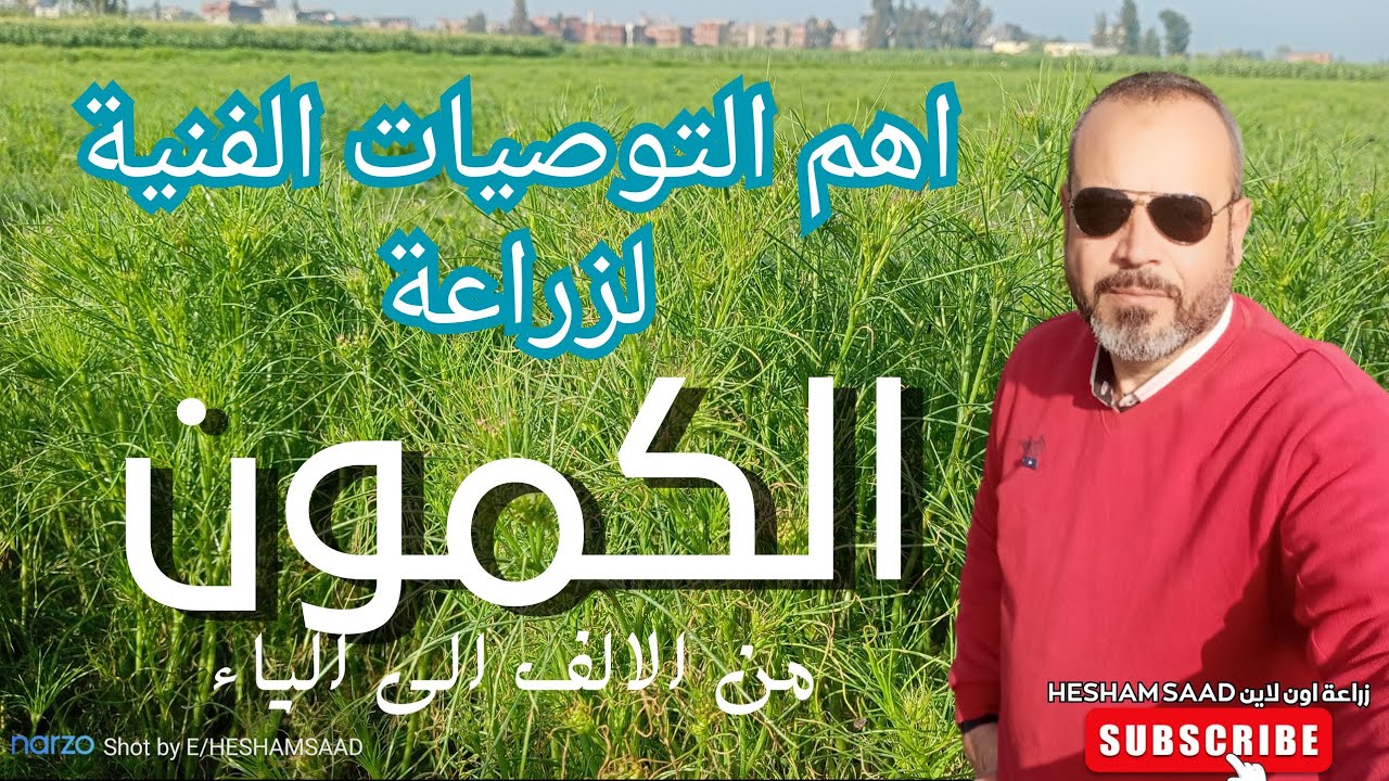 زراعة الكمون /كل ماتريد معرفته عن الكمون من بداية الخدمة الى الحصاد /Cultivation of cumin