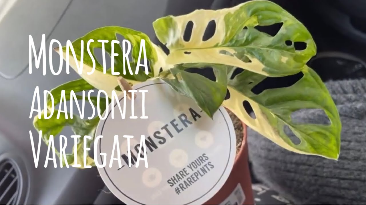 Entretien du Monstera Adansonii : Guide complet pour une plante
