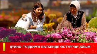 картинка: ДҮЙНӨ ГҮЛДӨРҮН БАТКЕНДЕ ӨСТҮРГӨН АЙЫМ