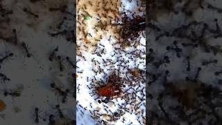 I Gave My Ants A Lot Of Roaches
