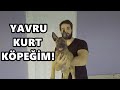 BELÇİKA KURDU KÖPEĞİME ÖDÜLLER ALDIM!