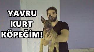 BELÇİKA KURDU KÖPEĞİME ÖDÜLLER ALDIM!