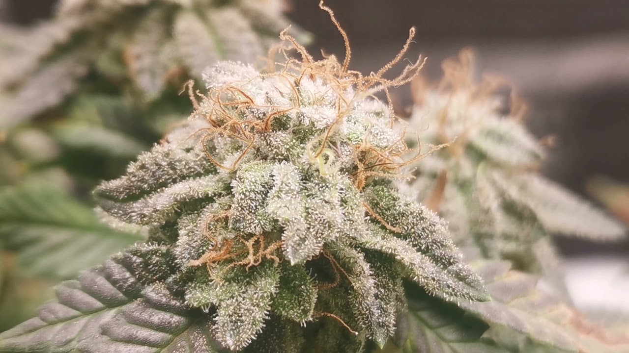 Growing Weed in the Basement S2 Episode 7: Final update Super Lemon, Tent Tour