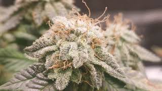 Growing Weed in the Basement S2 Episode 7: Final update Super Lemon, Tent Tour