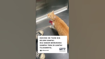 Seekor kucing viral karena aksinya yang bikin kagum.Dia berdiri di dalam lift,