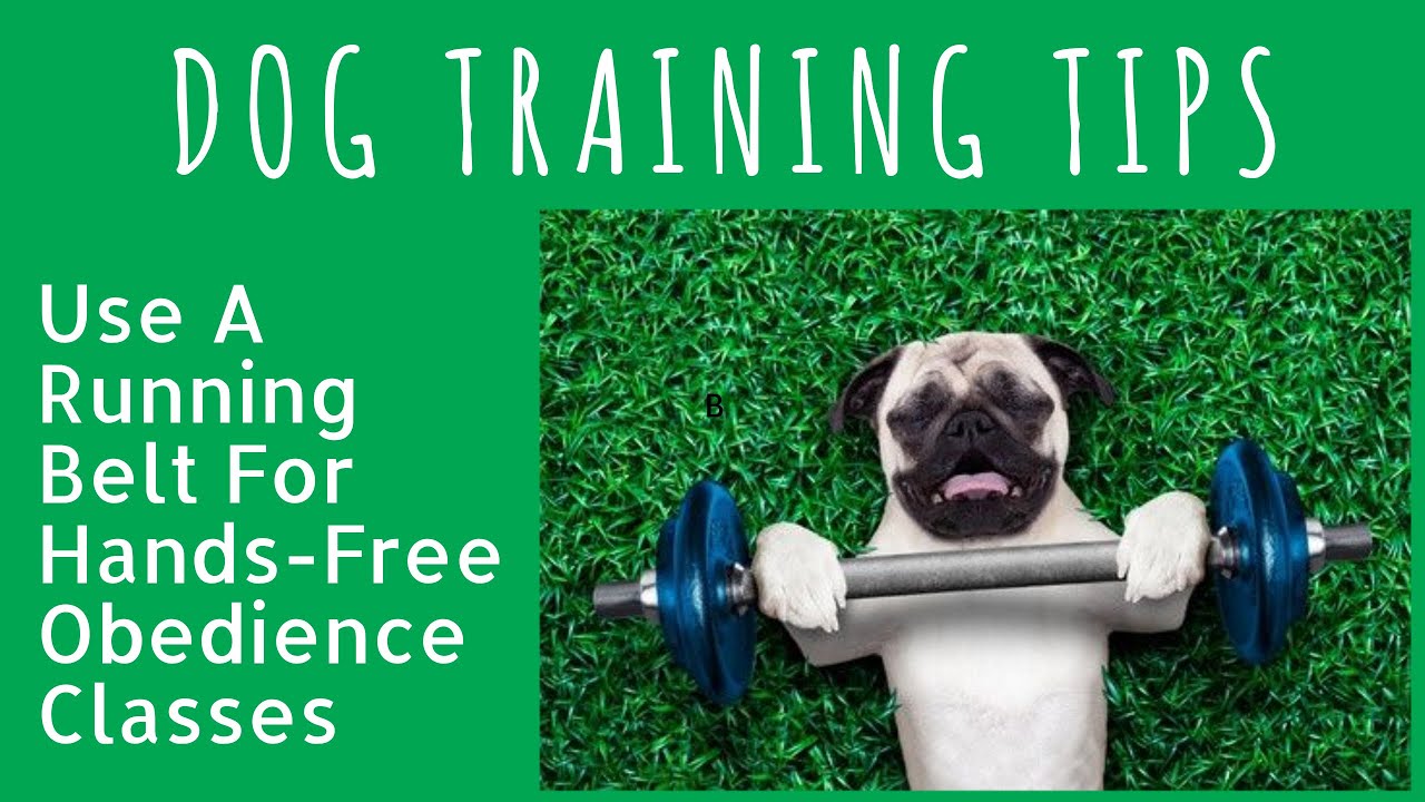 free dog training classes near me