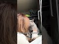 집사 정수리 냄새 맡는 고양이🐱👃⁉️#shorts #shortsvideo #funnycat #catthings #stupide