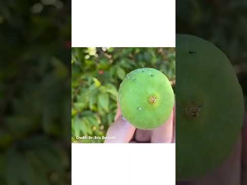 طريقة تلقيح التين الطبيعيه