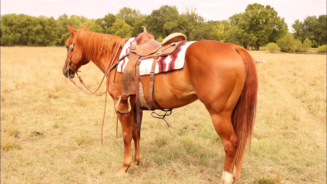 Captain Hip 4 SMB Fall Horse Sale YouTube