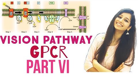 Vision pathway-GPCR signaling part 6|Cell Signaling|Csirnet|gate|IITJAM|dbt|icmr|ICAR|Life Science|