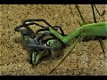 激戦！オオカマキリvsアシダカグモ♀ Japan's largest mantis vs. one of Japan's largest spider