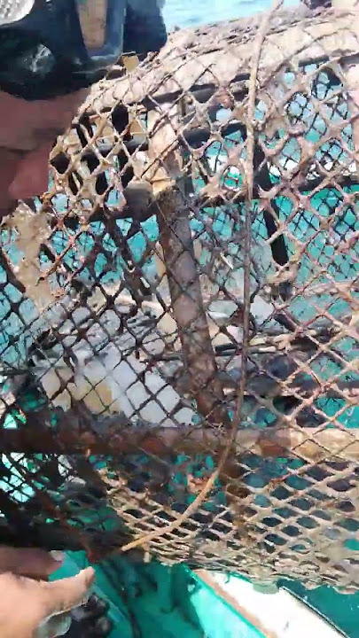 jockput napod dol #fishing #highlights