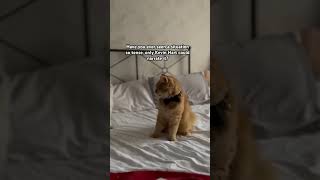 This is that moment Kevin Hart was talking about #kevinhart #comedycats #staredown #short