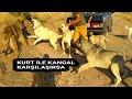 #kurtvskangal KURT İLE KANGAL KARŞILAŞIRSA. DOG