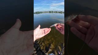 Köderfisch am Dropshot auf Zander