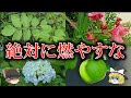燃やすと大変なことになる木4選【ゆっくり解説】
