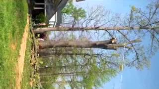 Full Downs Tree Service Nashville, Tn News