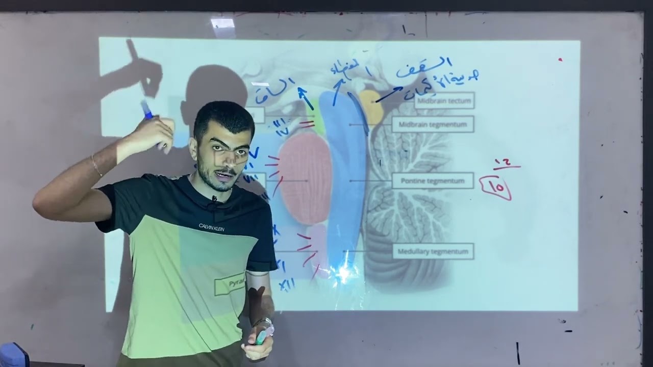 الفصل العاشر | جذع الدماغ والمخيخ |