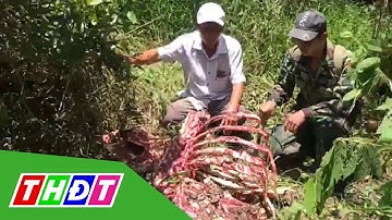 Bò tót quý hiếm bị giết hại trong VQG Cát Tiên, Đồng Nai | THDT