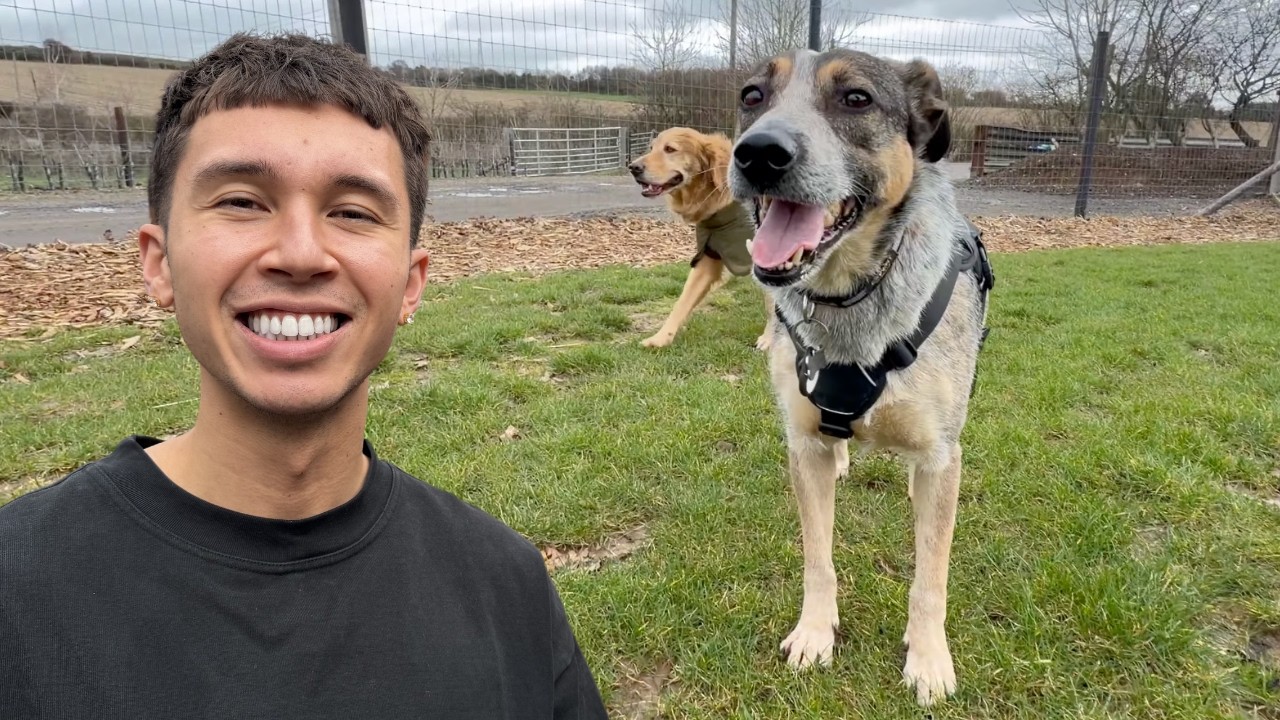 Watch the Moment These Rescue Dogs Realize They’re Free