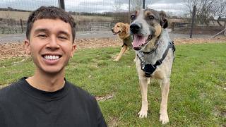 Watch the Moment These Rescue Dogs Realize They’re Free