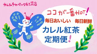 毎日おいしいカレル紅茶時間！カレルチャペック定期便のお知らせ