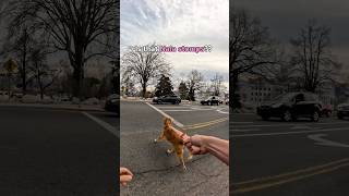 Nala wondering how she has so many friends she’s never met before 😅